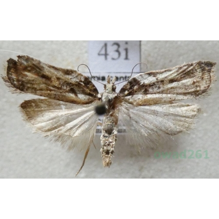 Acleris cristana (Denis & Schiffermüller, 1775) Czech43i